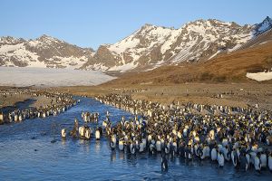 St Andrews Bay, South Geogia Island 101.jpg